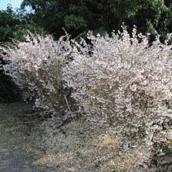 Cerezo enano Japons con flores 'Kojo No Mai'